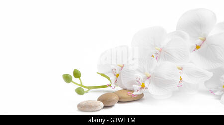 Wellness weiße Orchidee Massage Steine auf weißem Hintergrund Stockfoto