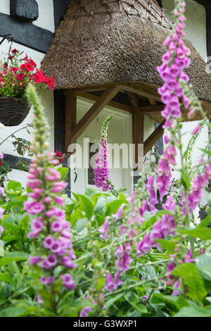 Fingerhut im Vorgarten eines strohgedeckten schwarzen und weißen Holz gerahmte Cottage. Ashton unter Hill, Worcestershire, UK Stockfoto