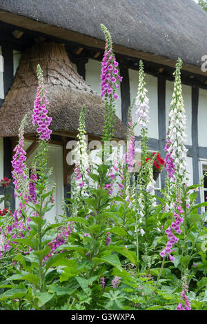 Fingerhut im Vorgarten eines strohgedeckten schwarzen und weißen Holz gerahmte Cottage. Ashton unter Hill, Worcestershire, UK Stockfoto