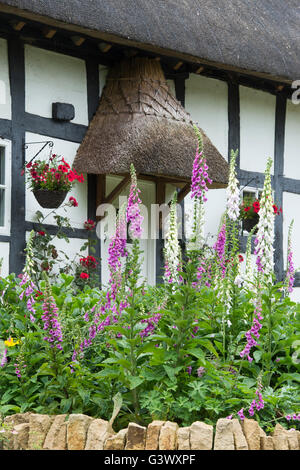 Fingerhut im Vorgarten eines strohgedeckten schwarzen und weißen Holz gerahmte Cottage. Ashton unter Hill, Worcestershire, UK Stockfoto