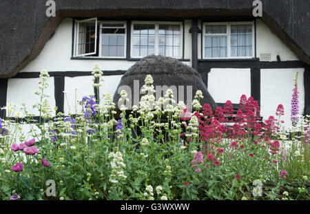 Baldrian-Blüten vor einem schwarzen und weißen Holz gerahmte Hütte. Ashton unter Hill, Wychavon Bezirk, Worcestershire, UK Stockfoto