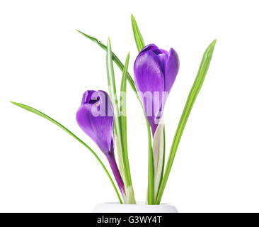 lila Krokusse in einer weißen Vase isoliert auf weißem Hintergrund Stockfoto