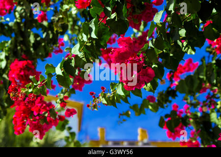 Leuchtend rote Bougainvillea Blumen Stockfoto