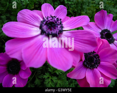 Garten-Anemone coronaria Stockfoto