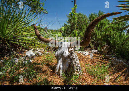 Texas Longhorn-Schädel auf ranch Stockfoto