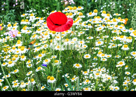 Field with daisies and red poppies Stockfoto