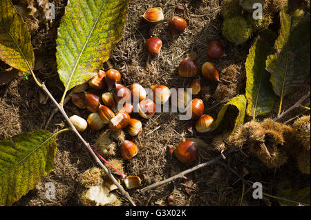 Gefallenen Kastanien auf dem Boden unter dem Baum im Herbst Stockfoto