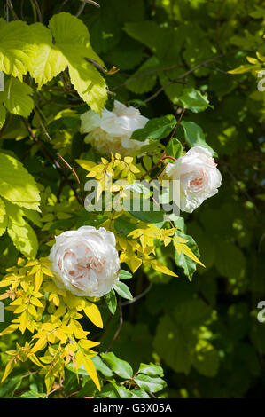 Rose Madame Alfred Carriere Klettern mit Jasmin und golden hop Stockfoto