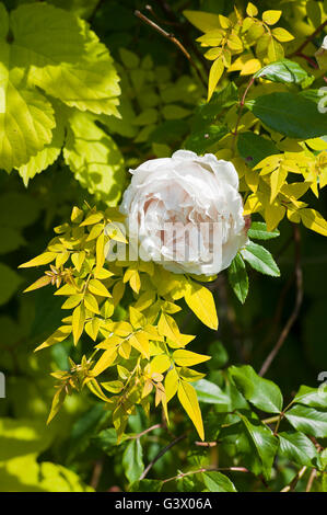 Rose Madame Alfred Carriere Klettern mit Jasmin und golden hop Stockfoto