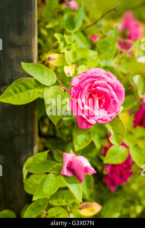 Rosa Zephirine Drouhin aufwachsen ein Fußbett Stockfoto