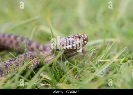 junge Kreuzotter "Vipera Berus" braune Schlange"fotografiert in Sussex England Stockfoto