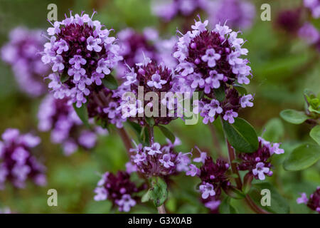 Thymus Pulegioides, breitblättrigen Thymian, Zitronenthymian Stockfoto