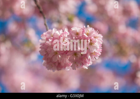 Kirschblüten Stockfoto