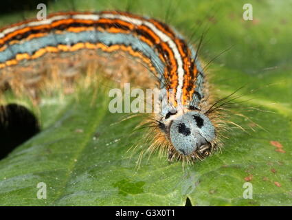 Bunte Raupe in West europäischen Lakai Moth (Malacosoma Neustrien) Stockfoto