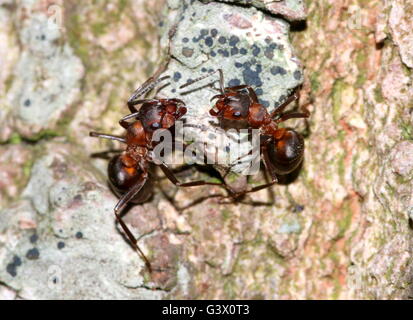 Nahaufnahme von zwei europäischen roten Waldameisen (Formica Polyctena oder Formica Rufa) auf einem Baum Stockfoto