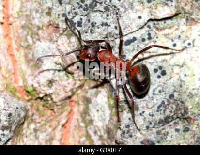 Nahaufnahme von einem europäischen roten Waldameise (Formica Polyctena oder Formica Rufa) auf einem Baum Stockfoto