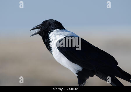 Pied Crow in Etosha, Namibia. Stockfoto