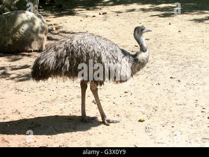 Reifen australischen Emu (Dromaius Novaehollandiae) im Profil gesehen Stockfoto