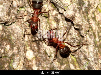 Nahaufnahme von zwei europäischen roten Waldameisen (Formica Polyctena oder Formica Rufa) auf einem Baum Stockfoto