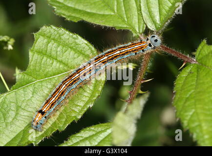 Bunte Raupe in West europäischen Lakai Moth (Malacosoma Neustrien) Stockfoto