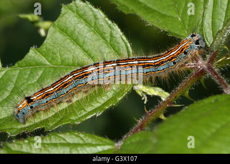 Bunte Raupe in West europäischen Lakai Moth (Malacosoma Neustrien) Stockfoto