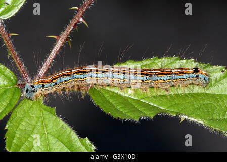 Bunte Raupe in West europäischen Lakai Moth (Malacosoma Neustrien) Stockfoto