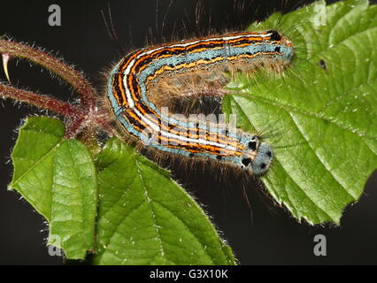 Bunte Raupe in West europäischen Lakai Moth (Malacosoma Neustrien) Stockfoto