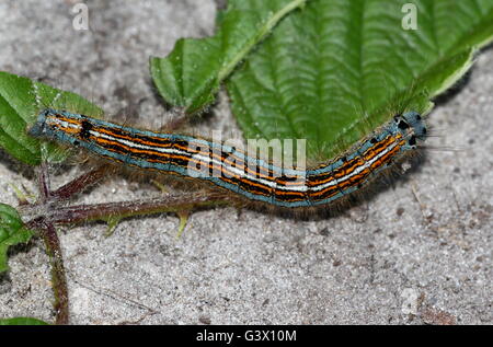 Bunte Raupe in West europäischen Lakai Moth (Malacosoma Neustrien) Stockfoto