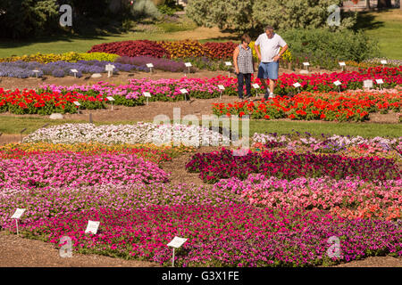 Die Gäste sehen Trial Blumengarten an der Colorado State University 25. Juli 2015 in Fort Collins, Colorado. Der Garten ist für die Ertragskraft der verschiedenen jährlichen Pflanze Sorten unter den einzigartigen Rocky Mountain Umweltbedingungen. Stockfoto