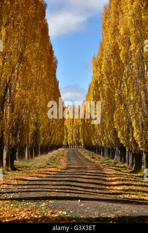 Pappeln gesäumten Hof Einfahrt in Glen Innes mit Blättern im Herbst gelb Stockfoto