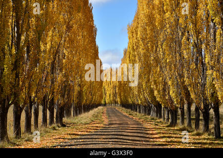 Pappeln gesäumten Hof Einfahrt in Glen Innes mit Blättern im Herbst gelb Stockfoto