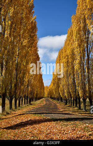 Pappeln gesäumten Hof Einfahrt in Glen Innes mit Blättern im Herbst gelb Stockfoto