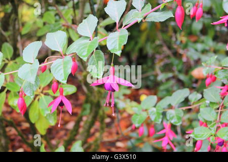 Schönen Butchart Gardens im Herbst, Victoria, Kanada 12 Stockfoto