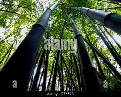 Schwarzer Bambus im Park, Vancouver BC 2 Stockfoto