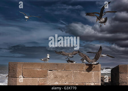 Fliegende Möwen gegen dunkle, bewölkten Himmel. Stockfoto