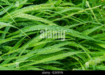 Lange Grashalme mit Wassertropfen nach regen bedeckt. Stockfoto