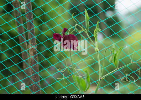 Platterbse man. Sweet Pea "Schwarzer Ritter" growing up Netting. UK Stockfoto