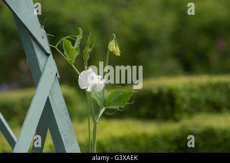 Platterbse man, Erbse, ein Garten Obelisk aufwachsen. Broughton Grange, Banbury, Oxfordshire, England Stockfoto