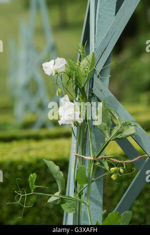 Platterbse man, Erbse, ein Garten Obelisk aufwachsen. Broughton Grange, Banbury, Oxfordshire, England Stockfoto