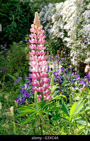 Lupinus, allgemein bekannt als Lupin. Stockfoto