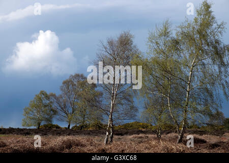 Sutton Heath, Suffolk UK. Stockfoto