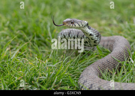 Ringelnatter Natrix Natrix fotografiert in Sussex England Frühjahr 2015 Stockfoto