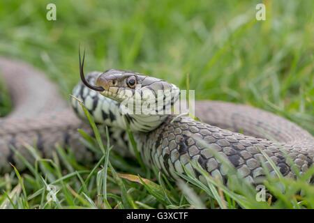 Ringelnatter Natrix Natrix fotografiert in Sussex England Frühjahr 2015 Stockfoto