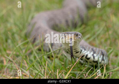 Ringelnatter Natrix Natrix fotografiert in Sussex England Frühjahr 2015 Stockfoto