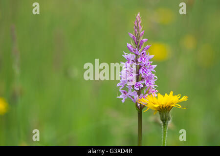 Gemeinsame gefleckte Orchidee (Dactylorhiza Fuchsii) und Löwenzahn (Taraxacum Offinale). Rosa und gelbe Wildblumen in eine britische Wiese Stockfoto