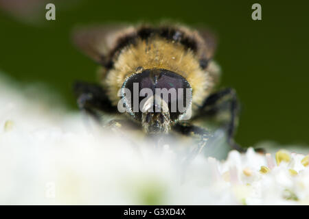 Volucella Bombylans Var Plumata Hoverfly. Facettenaugen der Hummel Mimik in der Familie Syrphidae, Nectaring auf Bärenklau Stockfoto