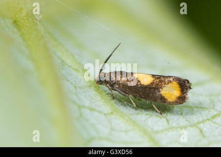 Pammene Aurana Tortrix Mikro Motte. Kleine britische Insekt in der Familie Tortricidae, in der Reihenfolge Lepidoptera, in Ruhe Stockfoto