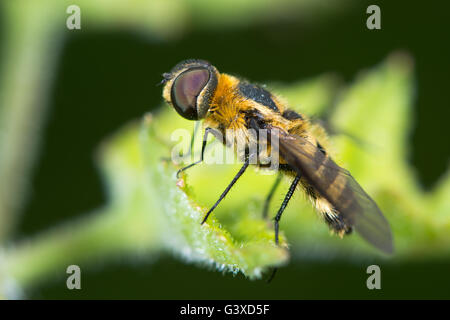 Downland Villa (Villa Cingulata) Biene-Fly im Profil. Knappen Biene Mimik in der Familie Bombylidae, Haar und Facettenaugen zeigen Stockfoto