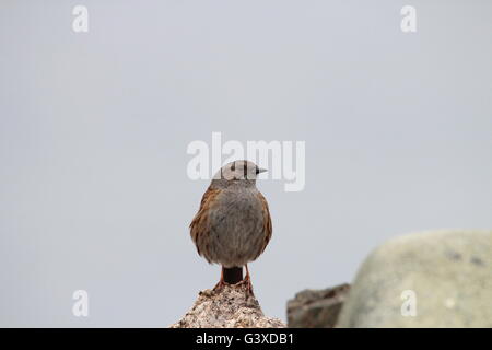 Prunella Modularis, bekannt als der Heckenbraunelle (Hedge Sparrow oder Hedge beobachtet oder Hedge-Grasmücke). Stockfoto