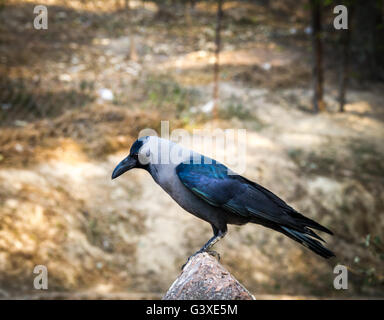 Eine hungrige Himalayan Krähe sucht seine Nahrung mit sitzen auf dem Stein. Stockfoto